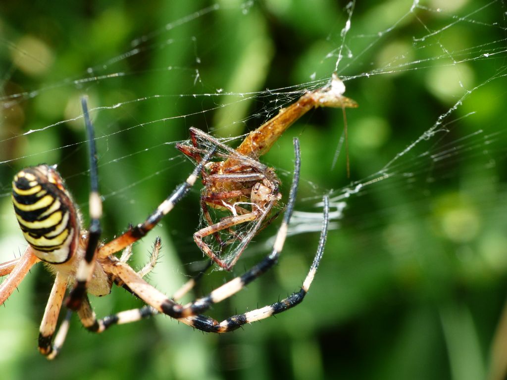 Argiope bruennichi: maschio sfortunato